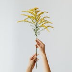 gałązka kwiatu nawłoci symbol zbliżającej się jesieni